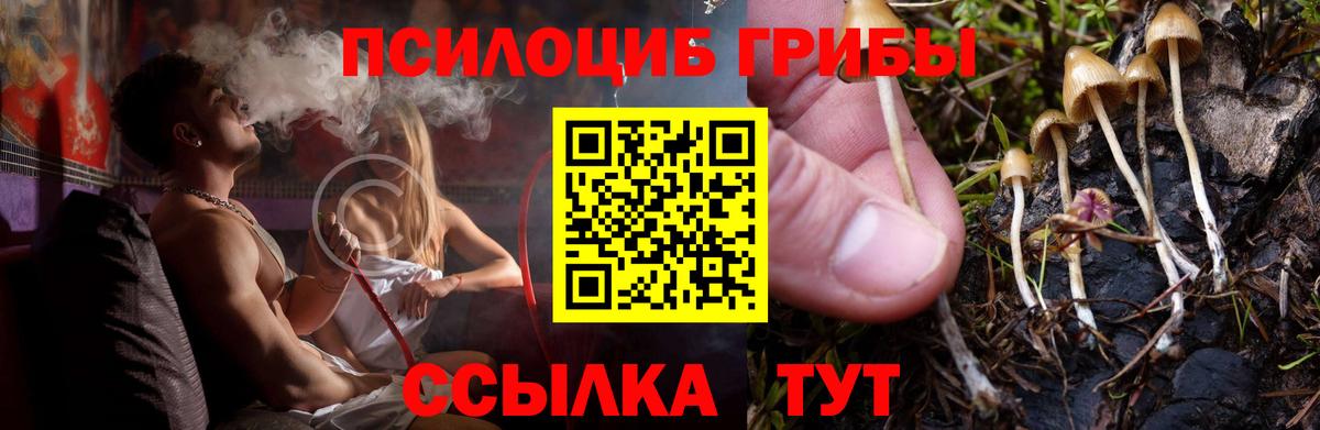 Асино  Псилоцибиновые грибы мицелий  Псилоцибиновые грибы Psilocybe  где найти наркотики  Вход с VPN 